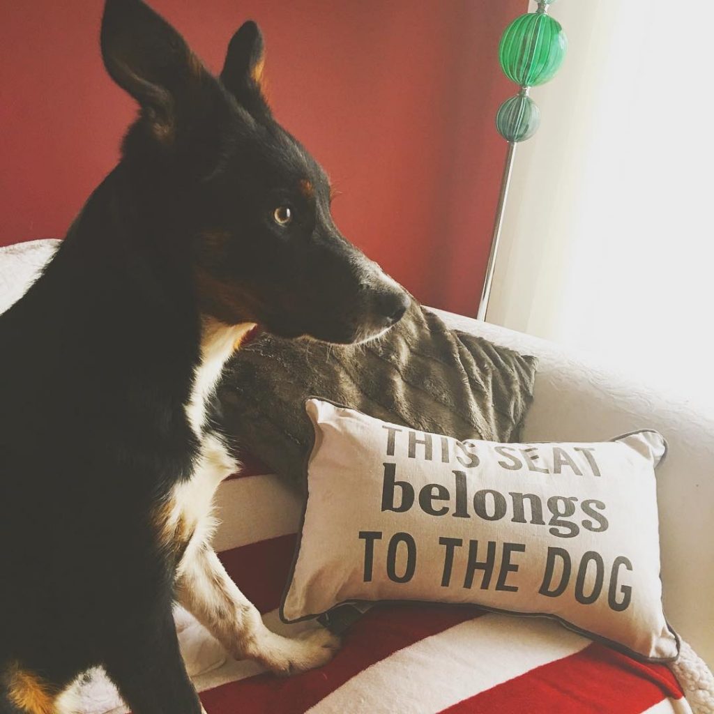 Never has a cushion said truer words! And @fergusoncollie was happy to show it off. It is by Linea @houseoffraser from @lovethesales #interiordesign #interiorblogger #homeblogger #home #dogblog #dogfriendly #colliesofinstagram