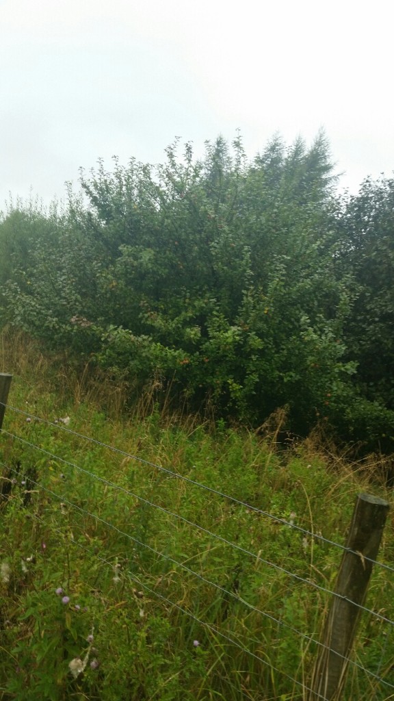 forage 6
