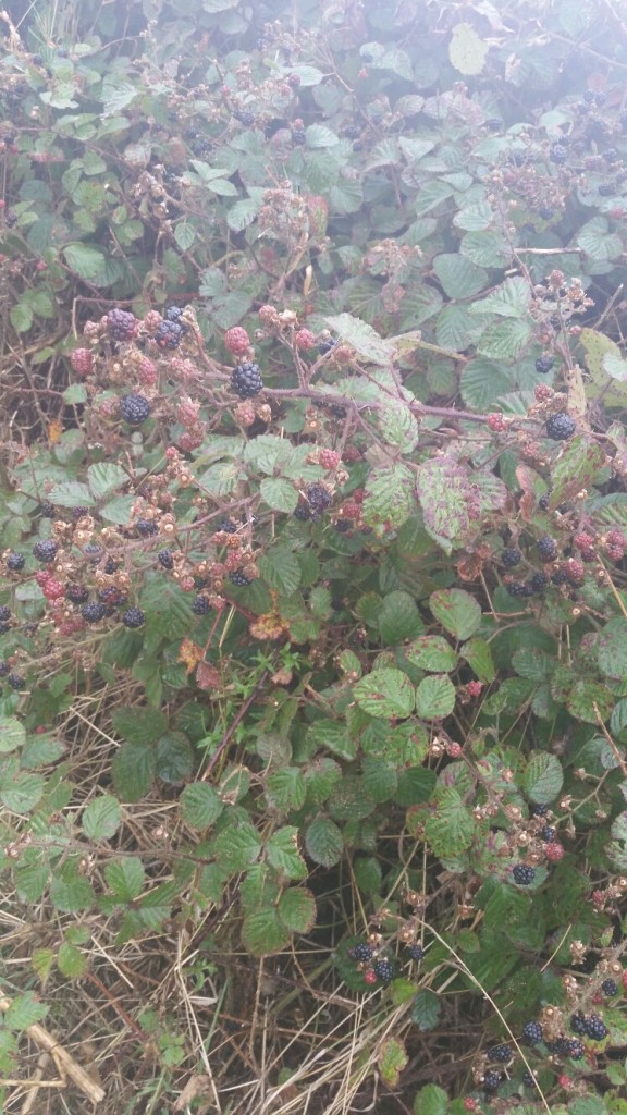 forage 8
