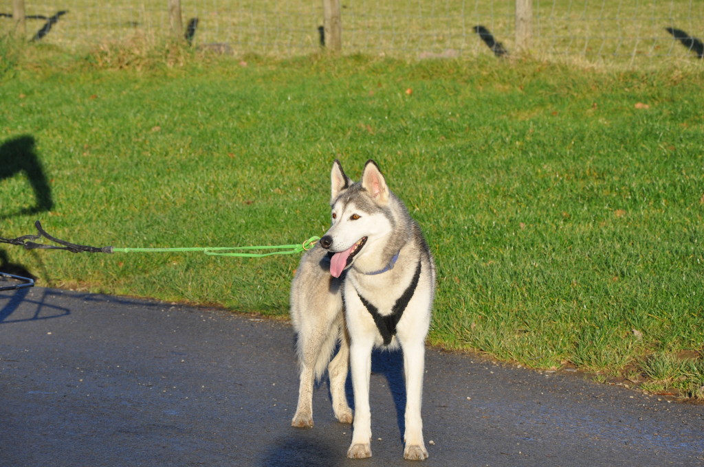 husky 3